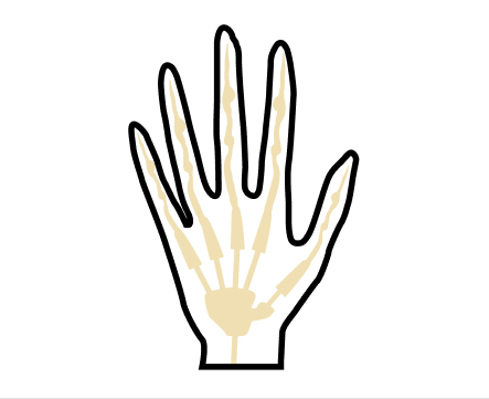 Hand with skeleton